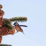 Walking in Spain, Ramblers paradise and Spanish wildlife birds